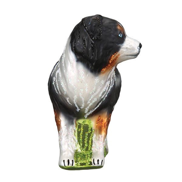 Australian Shepherd